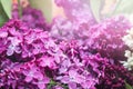 Beautiful large flowers of lilac in droplets of water, Colorful background. Closeup, selective focus Royalty Free Stock Photo