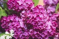 Beautiful large flowers of lilac in droplets of water, Colorful background. Closeup, selective focus Royalty Free Stock Photo
