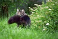 Beautiful large fluffy Maine-coon cat with long fluffy tail walks in the yard on green lawn in sunny day. Royalty Free Stock Photo