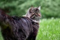 Beautiful large fluffy Maine-coon cat with long fluffy tail walks in the yard on green lawn in sunny day. Royalty Free Stock Photo