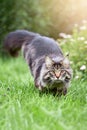 Beautiful large fluffy Maine-coon cat with long fluffy tail walks in the yard on green lawn in sunny day. Royalty Free Stock Photo