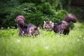 Beautiful large fluffy Maine-coon cats with long fluffy tail walks in the yard on green lawn in sunny day. Royalty Free Stock Photo