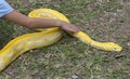 Beautiful golden python in the zoo