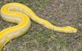 Beautiful golden python in the zoo