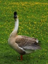 Portrait of a brown Chinese goose on a buttercup meadow in Germany.