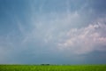 Beautiful, large green field Winter cerea against a blue, cloudy sky. Royalty Free Stock Photo