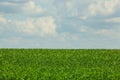 Beautiful, large green field Winter cerea against a blue, cloudy sky. Royalty Free Stock Photo