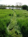 Beautiful large green grass field with lawnmower