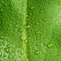 Beautiful large green leaf with drops of water Royalty Free Stock Photo