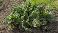 Beautiful large green rhubarb Bush in Sunny weather in the garden Royalty Free Stock Photo