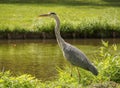 A beautiful large heron bird on the canal bank in green grass on a bright sunny day in the Dutch town of Vlaardingen Rotterdam, N Royalty Free Stock Photo