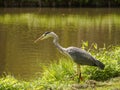A beautiful large heron bird on the canal bank in green grass on a bright sunny day in the Dutch town of Vlaardingen Rotterdam, N Royalty Free Stock Photo