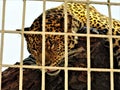 Beautiful large leopard caged in captivity Royalty Free Stock Photo