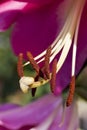 beautiful large lily flower during flowering