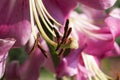 beautiful large lily flower during flowering