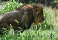 Beautiful Large Lion Prowling in Tall Green Grass