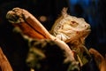 Beautiful large lizard iguana Royalty Free Stock Photo