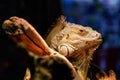 Beautiful large lizard iguana Royalty Free Stock Photo