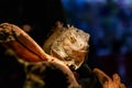 Beautiful large lizard iguana Royalty Free Stock Photo