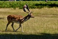 A large male fallow reindeer