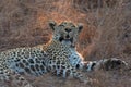 Beautiful large male leopard resting in nature in gathering dark Royalty Free Stock Photo