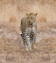 Beautiful large male leopard walking in nature Royalty Free Stock Photo