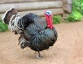 Beautiful large Male Turkey gobbler , outdoor shooting Royalty Free Stock Photo