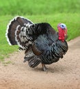 Beautiful large Male Turkey gobbler , outdoor shooting Royalty Free Stock Photo