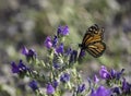 Beautiful large Monarch butterfly Danaus plexippus in profile feeding on nectar