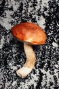 Beautiful large mushroom from the forest posing