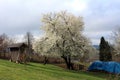 Beautiful large old plum tree in bloom filled with dense pure white flowers on side of small hill surrounded with old wooden corn