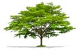 Beautiful large one tree isolated