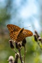 Beautiful large orange and black spotted butterfly