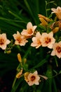 Beautiful large orange daylily flowers surrounded by emerald greenery in the summer garden. vertical frame, nature background Royalty Free Stock Photo