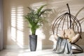 Beautiful large palm. Element of interior design