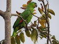 Parrot in the jungle Costa Rica