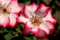 Pretty pink and white colored petals of roses in early morning light with green background of plant`s leaves