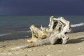 Beautiful large piece of driftwood laying on the beach, turquoise water and stormy blue skies