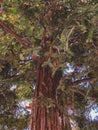 Large Pine Tree in Outdoors Snelling