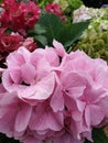 My Hydrangea Beauty Royalty Free Stock Photo