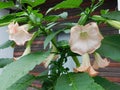 beautiful large pink flowers on the branches of plants datura