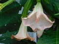 Beautiful large pink flowers on the branches of plants datura