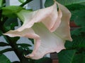 Beautiful large pink flowers on the branches of plants datura