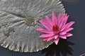 Beautiful large pink lotus flowers in the pool Royalty Free Stock Photo