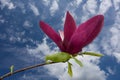 Beautiful large pink magnolia flower against blue sky Royalty Free Stock Photo