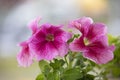 Beautiful large pink petunia Royalty Free Stock Photo