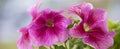 Beautiful large pink petunia Royalty Free Stock Photo