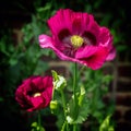 Big red poppies in a flower garden Royalty Free Stock Photo