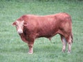 beautiful large and purebred cows for meat great taste natural food