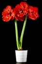 Beautiful large red Amaryllis flower in the pot c Royalty Free Stock Photo